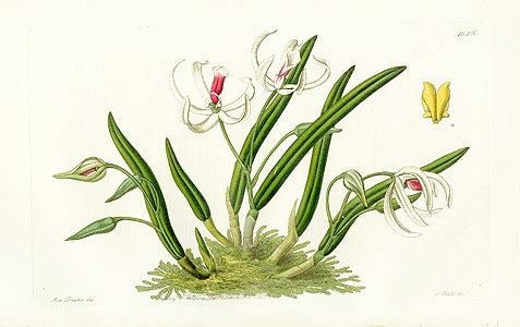 Edwards Botanical Two-colored Leptotes