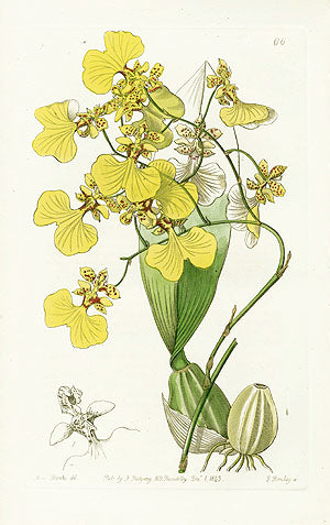 Edwards Botanical Two-colored Oncidium