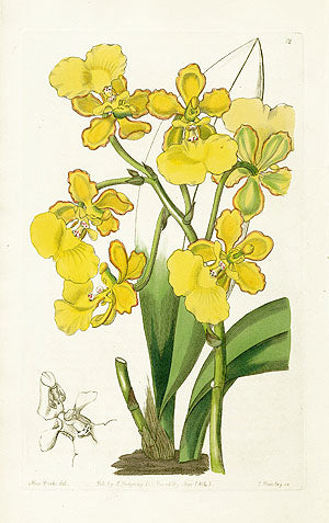 Edwards Botanical Two-warted Oncidium