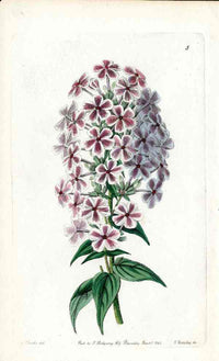 Edwards Botanical Van Houtte's Phlox - Panteek Antique Prints