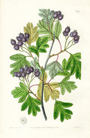 Edwards Botanical Various-leaved Hawthorn - Panteek Antique Prints