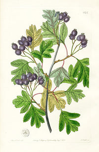 Edwards Botanical Various-leaved Hawthorn - Panteek Antique Prints