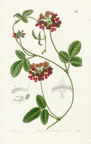 Edwards Botanical Vilous Zichya - Panteek Antique Prints