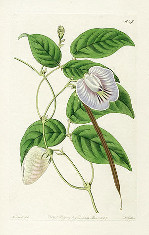Edwards Botanical Virginian Clitoria