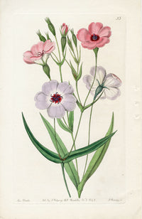 Edwards Botanical Viscaria - Panteek Antique Prints