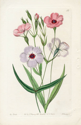 Edwards Botanical Viscaria