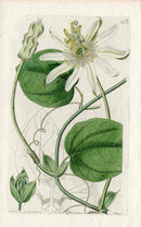 Edwards Botanical White Passionflower - Panteek Antique Prints