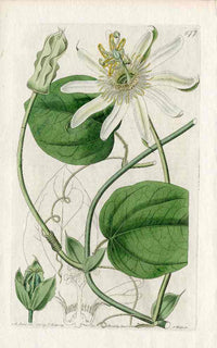 Edwards Botanical White Passionflower - Panteek Antique Prints