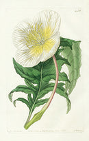 Edwards Botanical White Upright Evening Primrose - Panteek Antique Prints