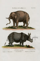 Edwards Seligmann Animal 1768 Elephant, Rhinoceros - Panteek Antique Prints