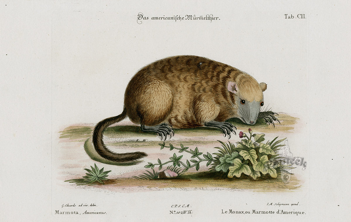 Edwards Seligmann Animal 1768 Marmota Americanus