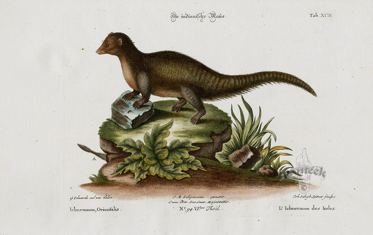 Edwards Seligmann Animal 1768 Mongoose Ichneumon Orientalis