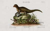 Edwards Seligmann Animal 1768 Mongoose Ichneumon Orientalis - Panteek Antique Prints