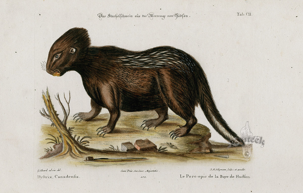 Edwards Seligmann Animal 1768 Porcupine Hystrix Canadensis