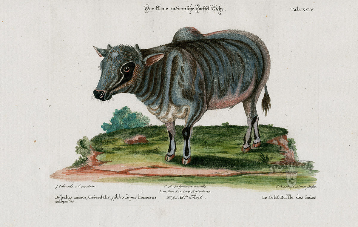 Edwards Seligmann Animal 1768 Water Buffalo