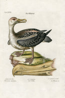 Edwards Seligmann Antique Bird Print Albatross - Panteek Antique Prints