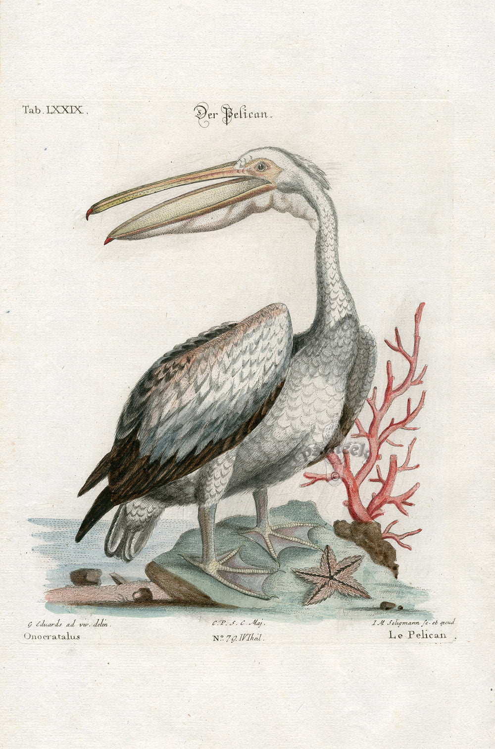 Edwards Seligmann Antique Bird Print American Pelican