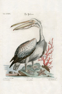 Edwards Seligmann Antique Bird Print American Pelican - Panteek Antique Prints