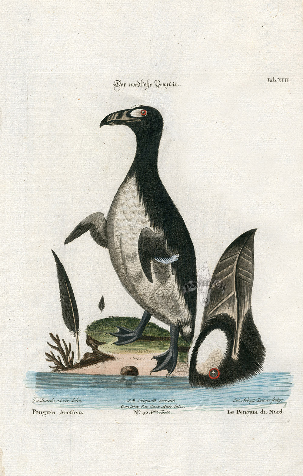 Edwards Seligmann Antique Bird Print Arctic Penguin