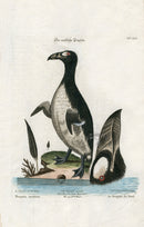 Edwards Seligmann Antique Bird Print Arctic Penguin - Panteek Antique Prints