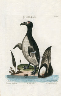 Edwards Seligmann Antique Bird Print Arctic Penguin - Panteek Antique Prints