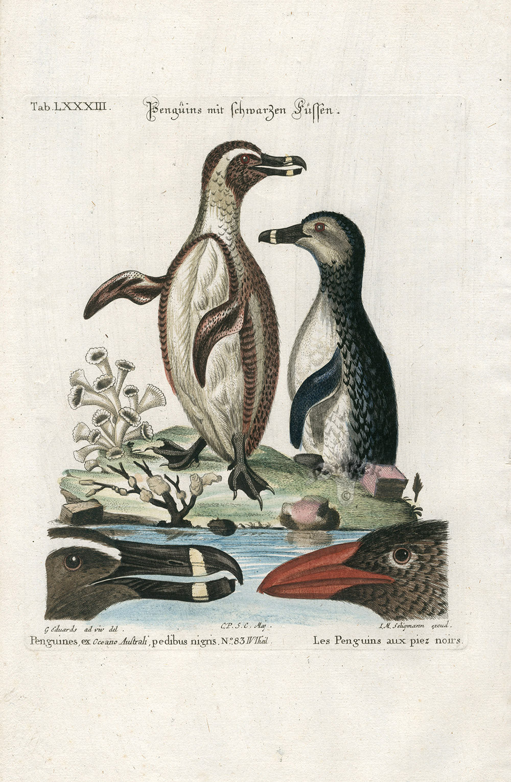 Edwards Seligmann Antique Bird Print Black Foot Penguin Pair
