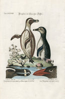 Edwards Seligmann Antique Bird Print Black Foot Penguin Pair - Panteek Antique Prints