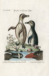 Edwards Seligmann Antique Bird Print Black Foot Penguin Pair - Panteek Antique Prints
