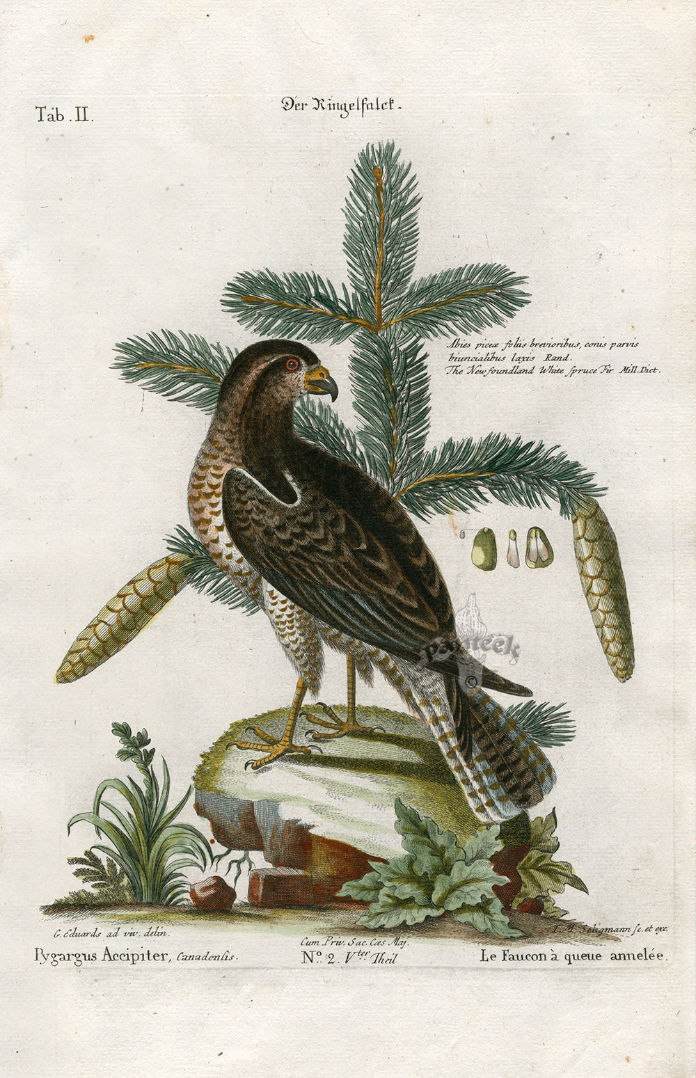Edwards Seligmann Antique Bird Print Canadian Falcon, Pine