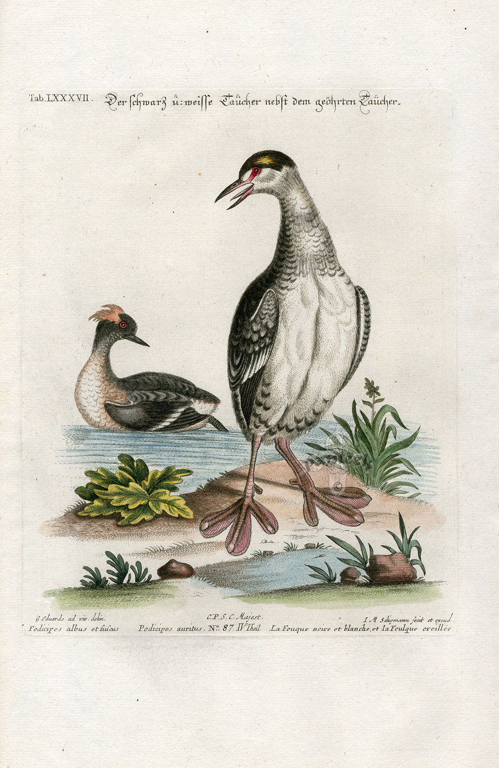 Edwards Seligmann Antique Bird Print Eurasian Coot