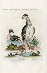 Edwards Seligmann Antique Bird Print Eurasian Coot - Panteek Antique Prints