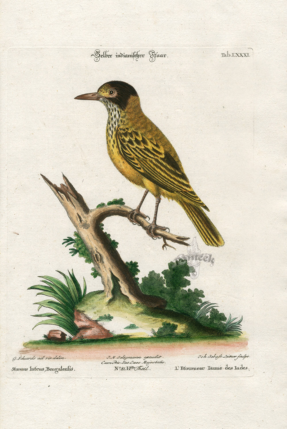 Edwards Seligmann Antique Bird Print Indian Starling