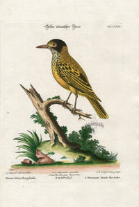 Edwards Seligmann Antique Bird Print Indian Starling - Panteek Antique Prints