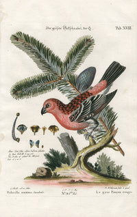 Edwards Seligmann Antique Bird Print Rose Finch - Panteek Antique Prints