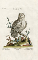 Edwards Seligmann Antique Bird Print Snowy Owl - Panteek Antique Prints