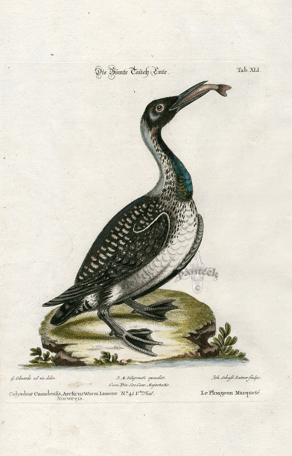 Edwards Seligmann Antique Bird Print Speckled Diver
