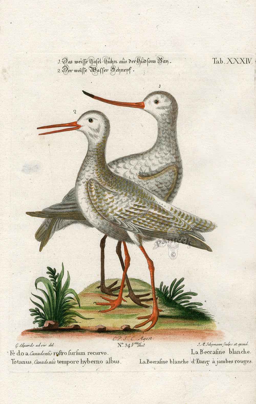 Edwards Seligmann Antique Bird Print White Snipe