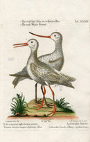 Edwards Seligmann Antique Bird Print White Snipe - Panteek Antique Prints