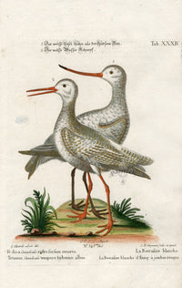 Edwards Seligmann Antique Bird Print White Snipe - Panteek Antique Prints