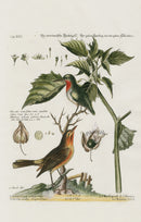 Edwards Seligmann Bird Print American Nightingale - Panteek Antique Prints