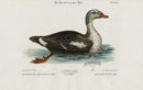 Edwards Seligmann Bird Print Anas Canadensis - Panteek Antique Prints
