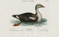 Edwards Seligmann Bird Print Anas Canadensis - Panteek Antique Prints