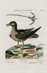 Edwards Seligmann Bird Print Arctic Bird - Panteek Antique Prints