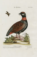 Edwards Seligmann Bird Print Attagen - Panteek Antique Prints