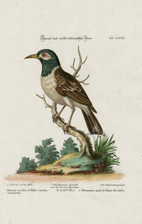 Edwards Seligmann Bird Print Bengal Starling - Panteek Antique Prints