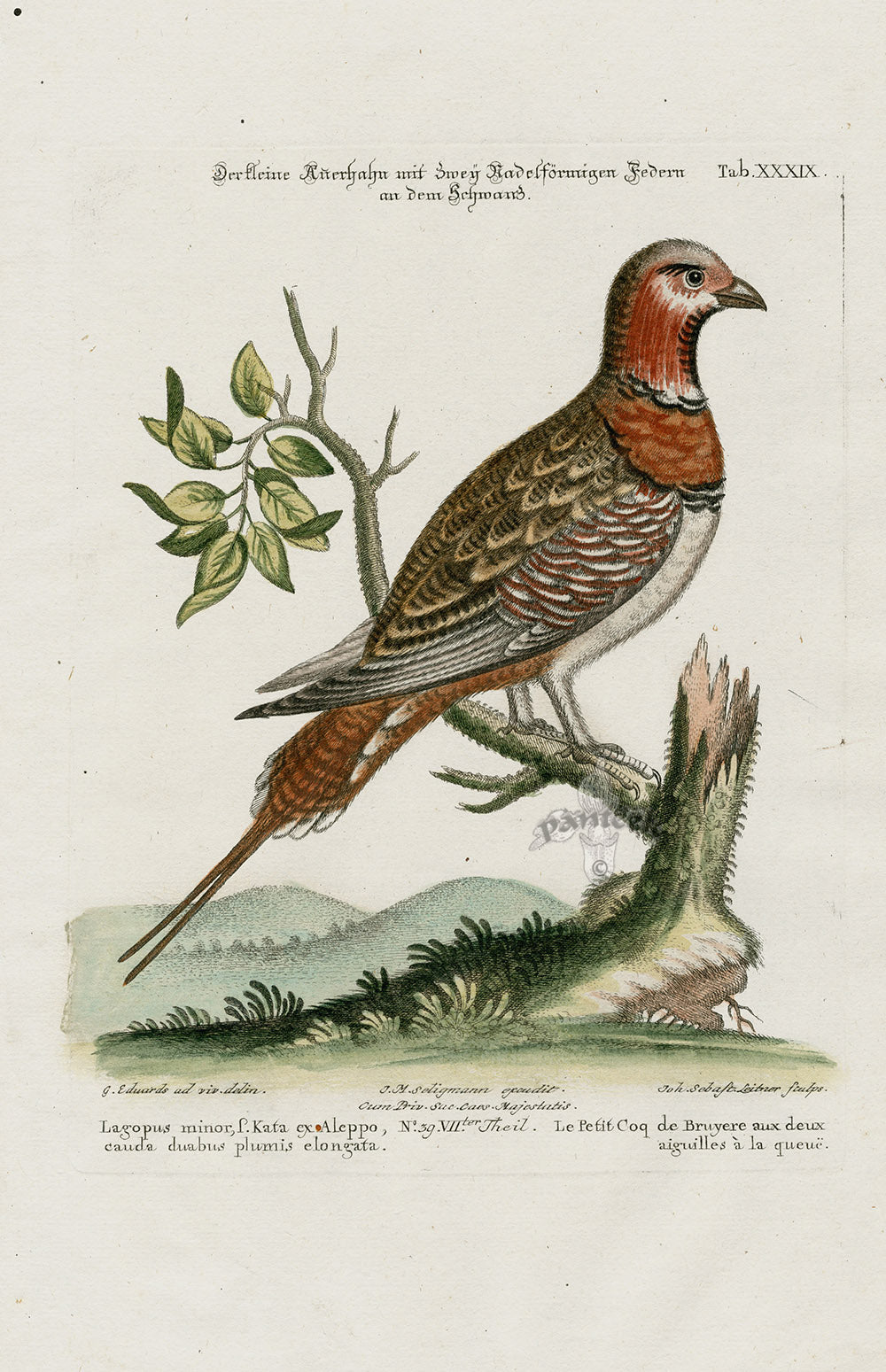 Edwards Seligmann Bird Print Bengal Woodpecker