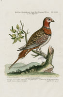 Edwards Seligmann Bird Print Bengal Woodpecker - Panteek Antique Prints