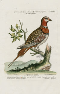 Edwards Seligmann Bird Print Bengal Woodpecker - Panteek Antique Prints