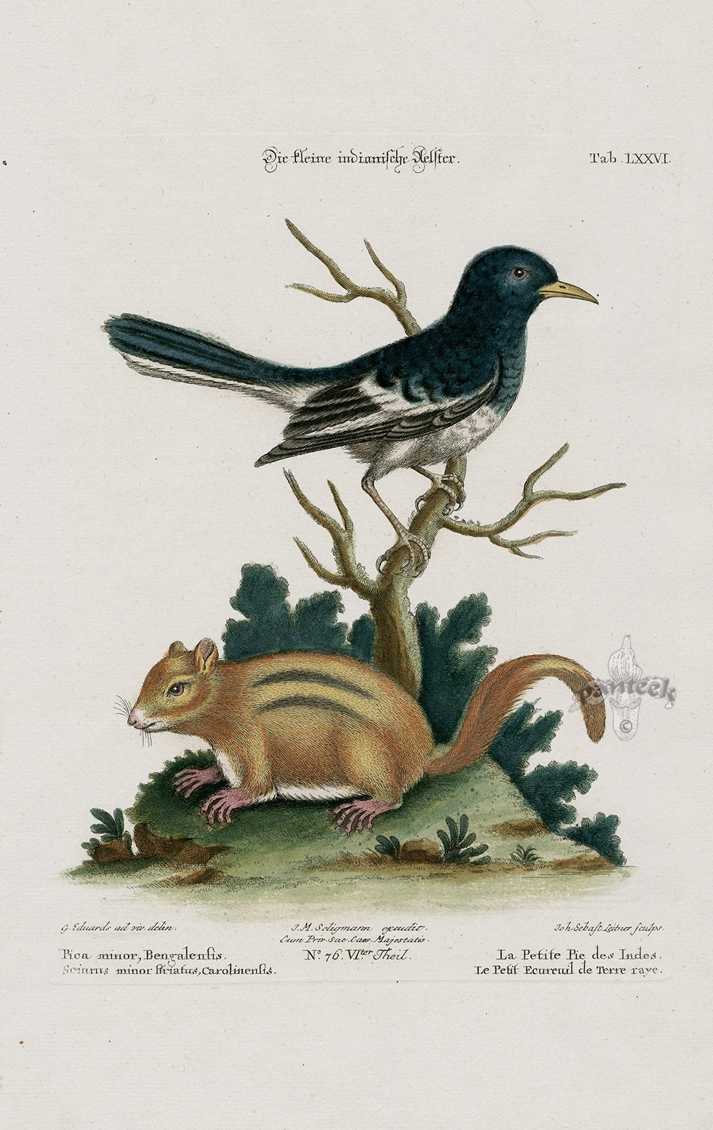 Edwards Seligmann Bird Print Bengali Jackdaw