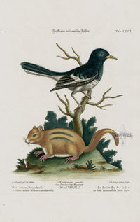 Edwards Seligmann Bird Print Bengali Jackdaw - Panteek Antique Prints